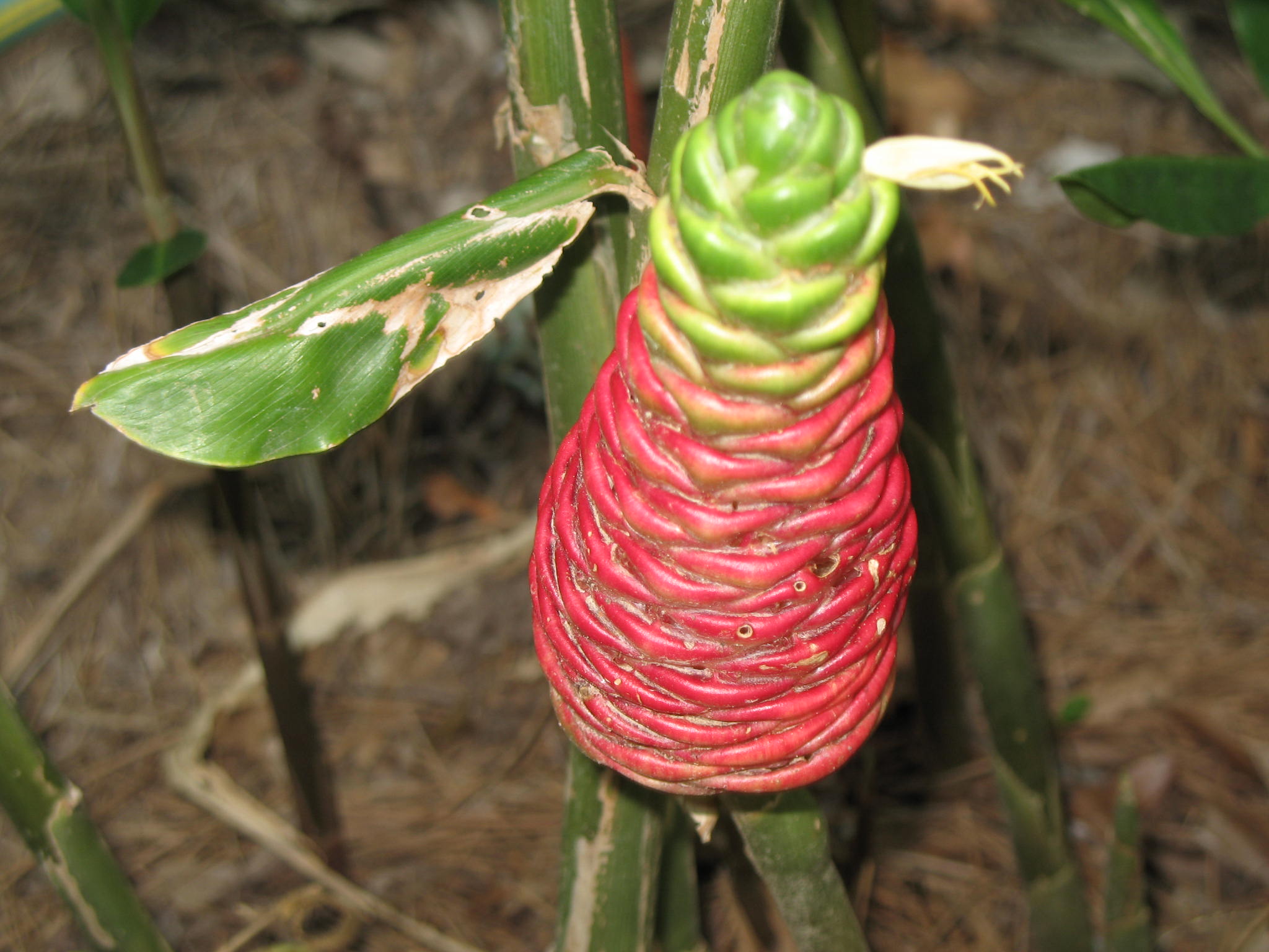 Online Plant Guide Zingiber zerumbet / Pinecone Ginger